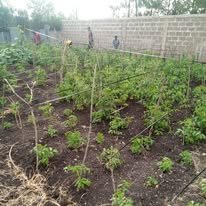 Invest in the land, empower our children. Support sustainable farming at Pehucci Children’s Home
